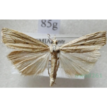 Agriphila straminella (Denis & Schiffermüller, 1775) Wachlarzyk słomkowy Czech85g